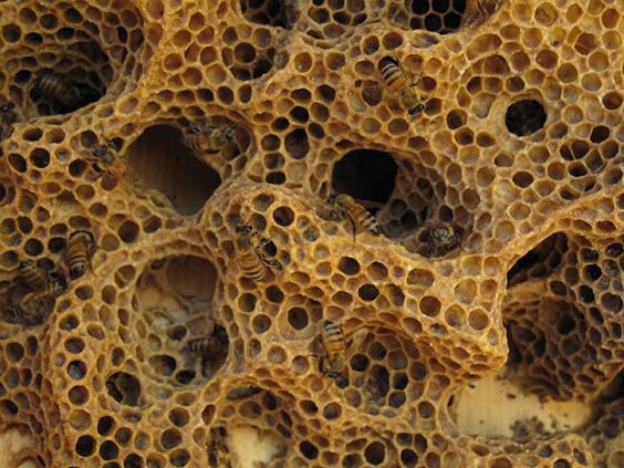 Natural Bee Hive.jpg