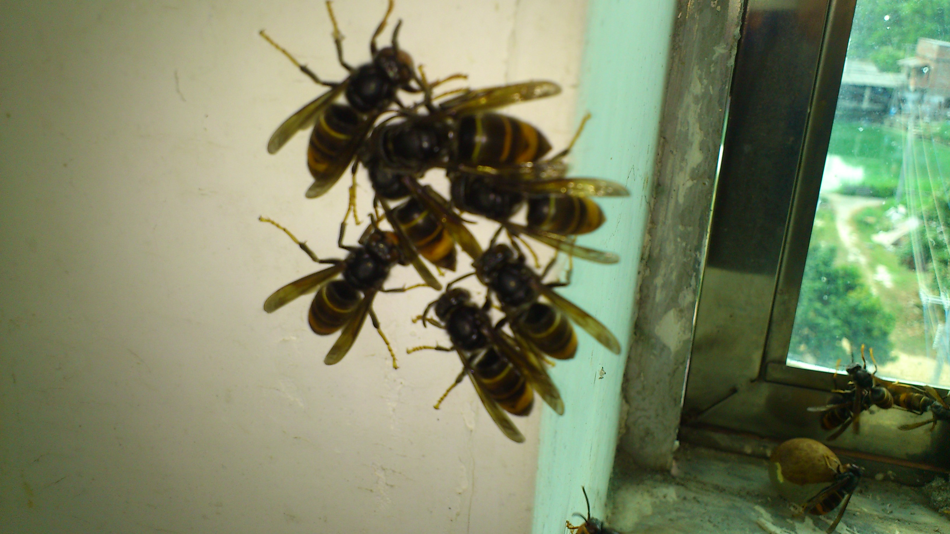 DSC_0654.jpg