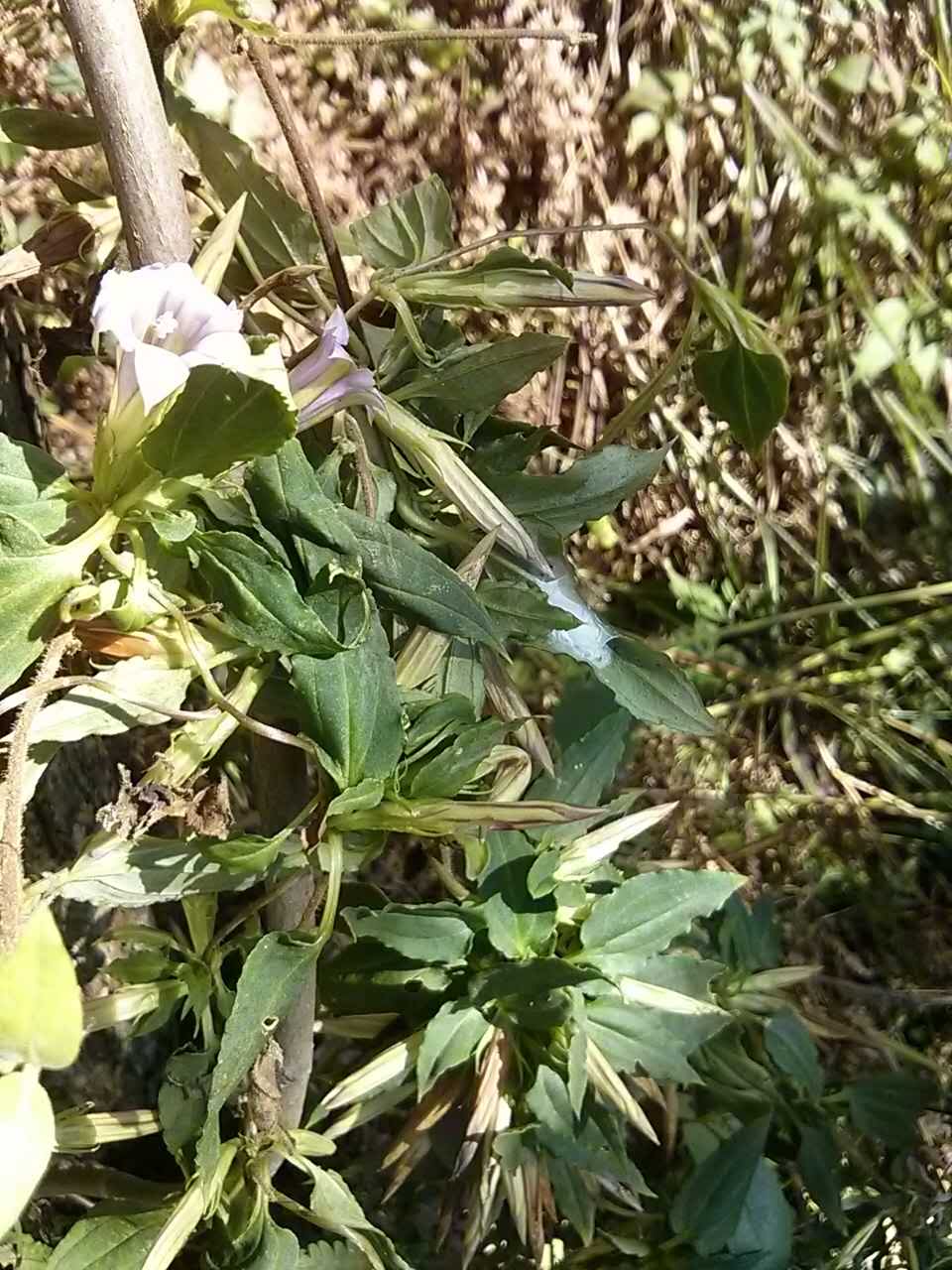 福建肺炎草的图片大全图片