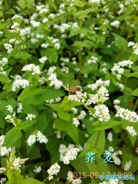IMG_20150912_100924.jpg