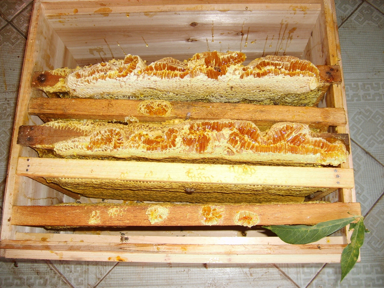 S6001634.jpg