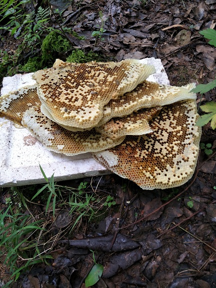 IMG20170617103507.jpg