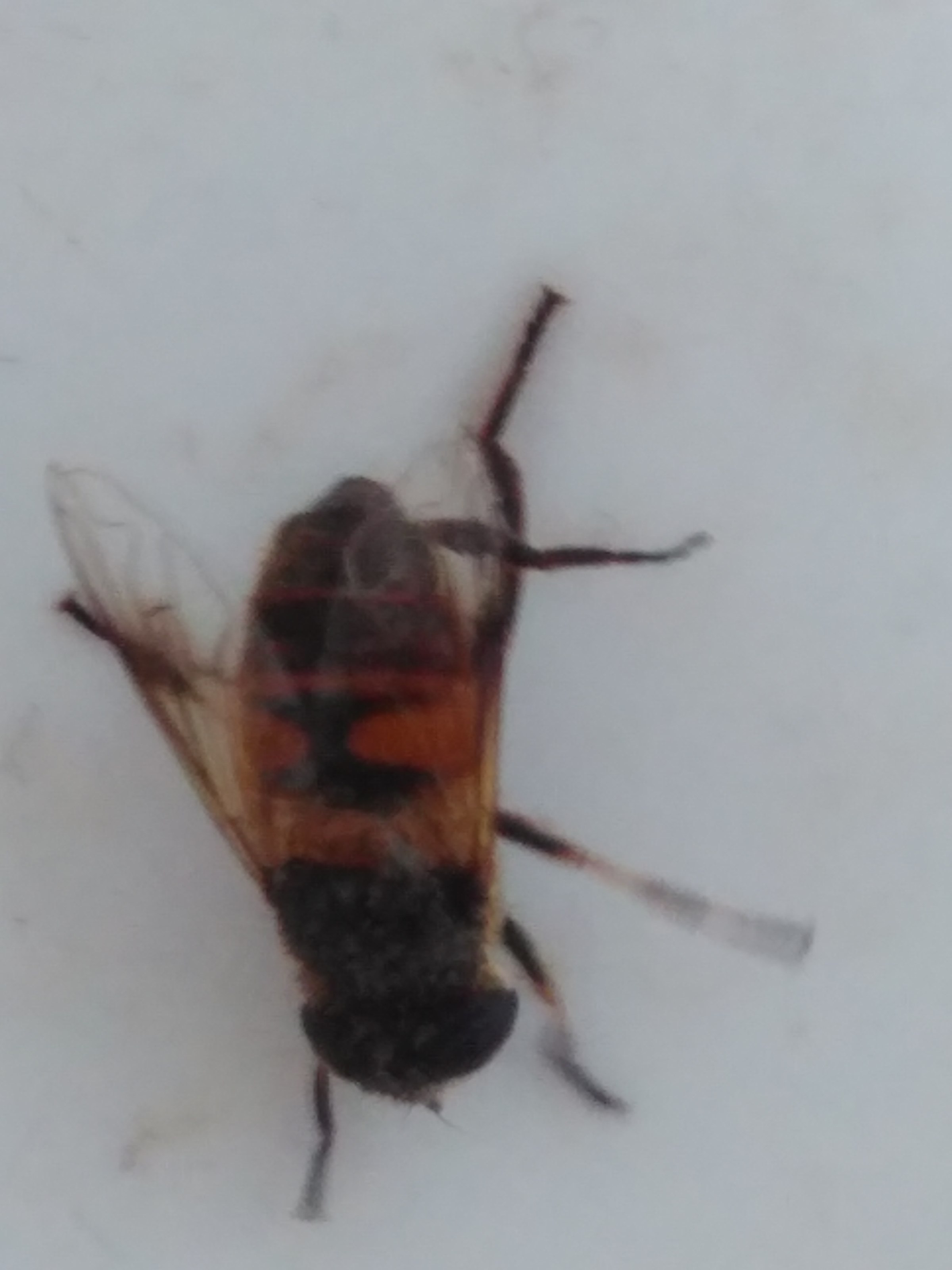 ʦ