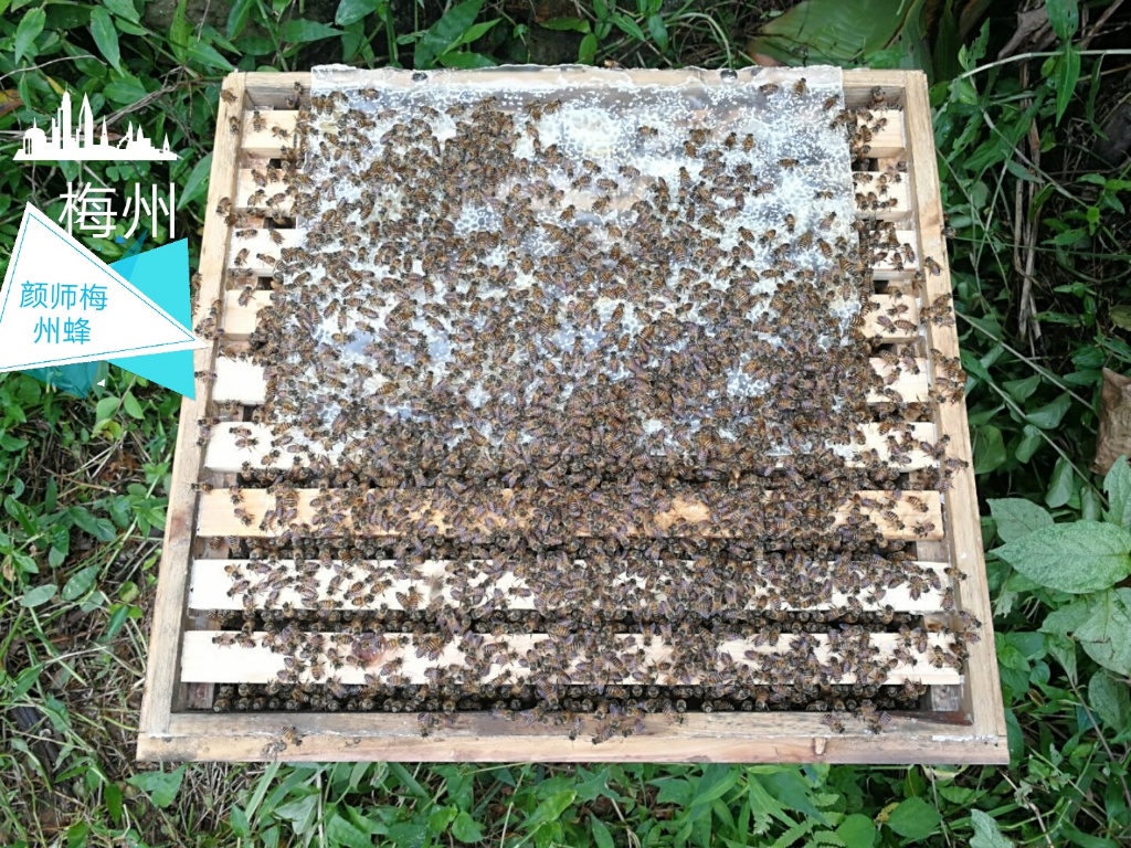 15517462012133.jpg