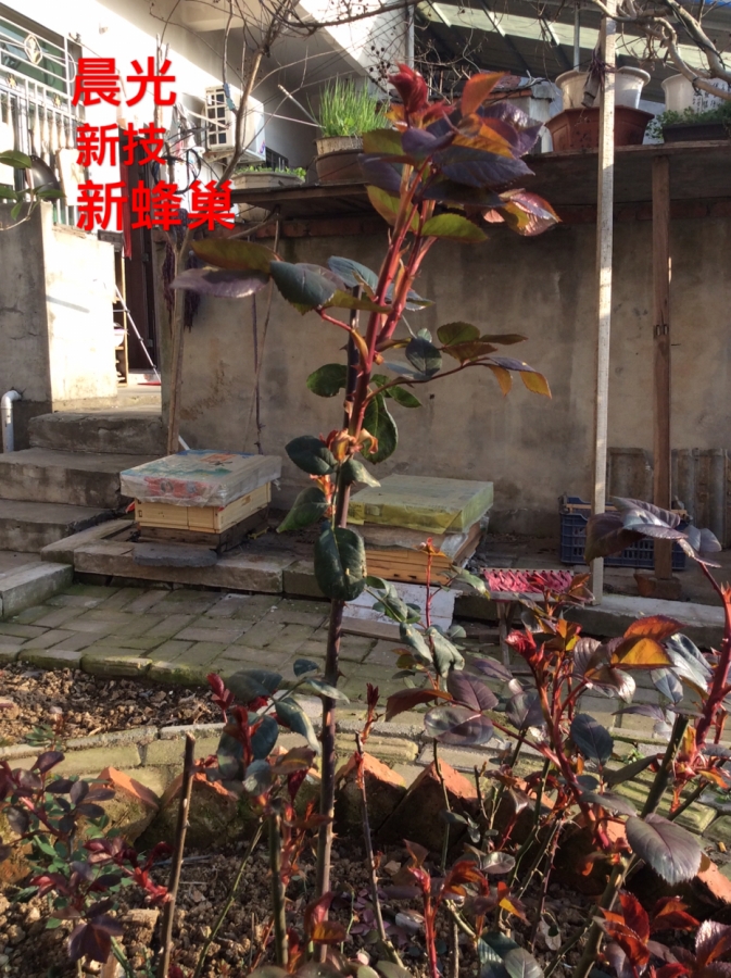 D12716A0-1BDC-40A2-9AE3-99B6AF258024.jpeg