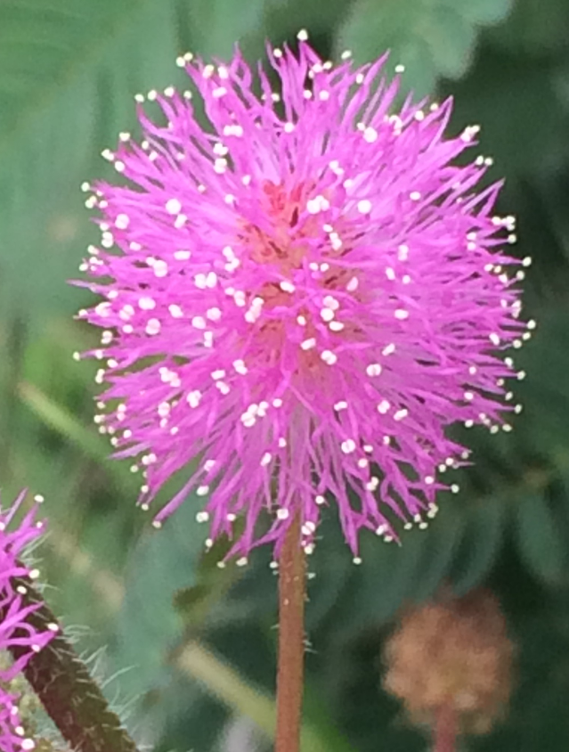 IMG_5296a.png