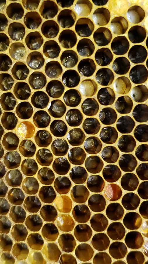 新开产王一房多卵现象的可能性分析与补救措施