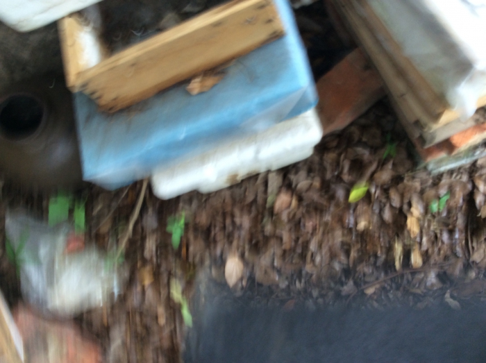 F901C847-A510-4B42-8586-6F2461F049F2.jpeg