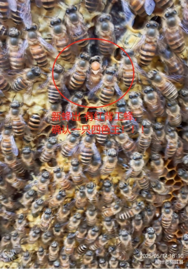 ΢Žͼ_20250515093001.jpg