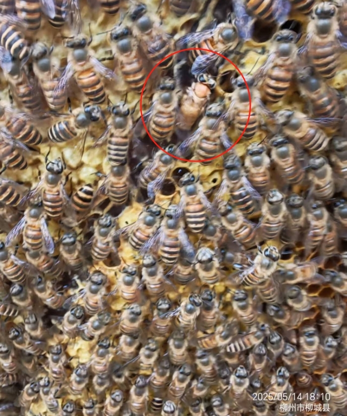 ΢Žͼ_20250515093047.jpg
