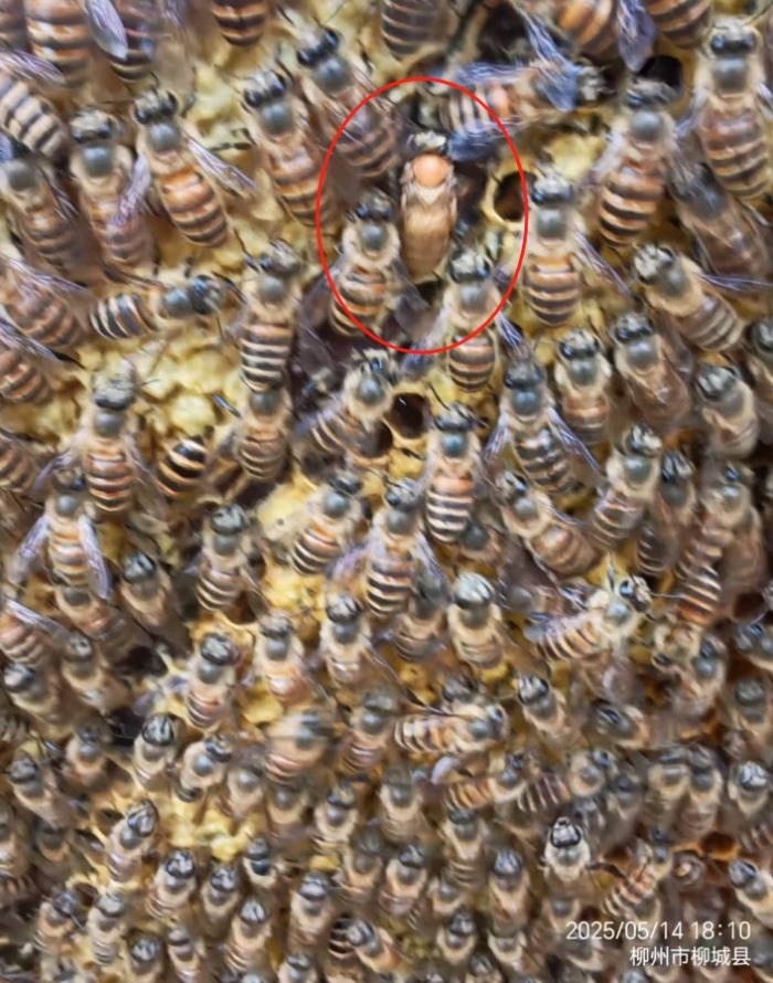 ΢Žͼ_20250515093117.jpg