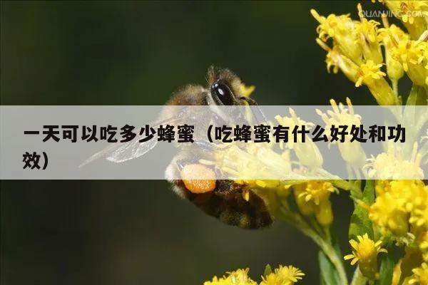 一天可以吃多少蜂蜜（吃蜂蜜有什么好处和功效）