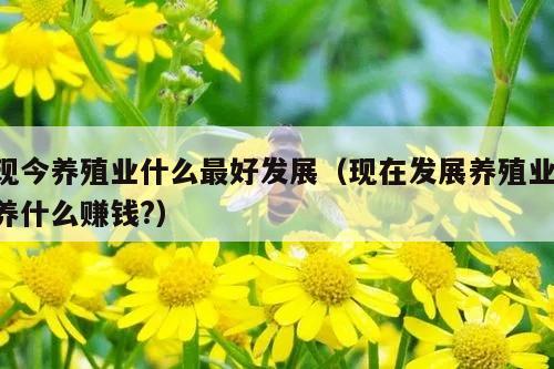 现今养殖业什么最好发展（现在发展养殖业,养什么赚钱?）