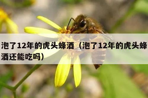 泡了12年的虎头蜂酒（泡了12年的虎头蜂酒还能吃吗）