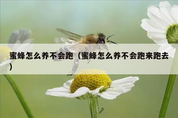 蜜蜂怎么养不会跑（蜜蜂怎么养不会跑来跑去）