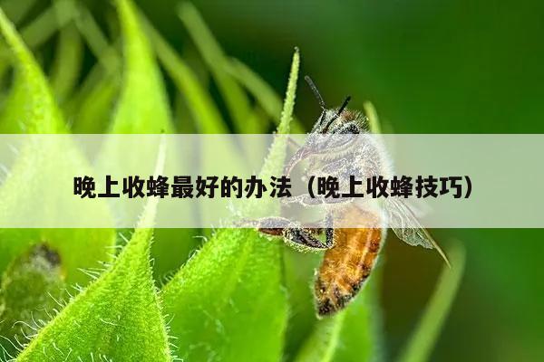 晚上收蜂最好的办法（晚上收蜂技巧）