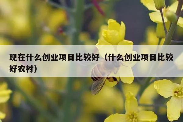 现在什么创业项目比较好（什么创业项目比较好农村）