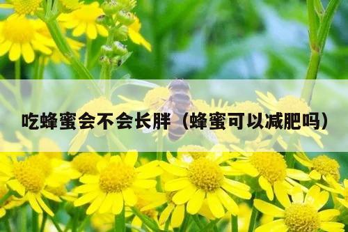 吃蜂蜜会不会长胖（蜂蜜可以减肥吗）