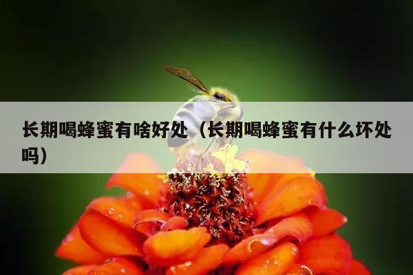 长期喝蜂蜜有啥好处（长期喝蜂蜜有什么坏处吗）