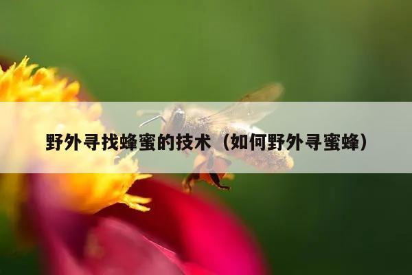 野外寻找蜂蜜的技术（如何野外寻蜜蜂）