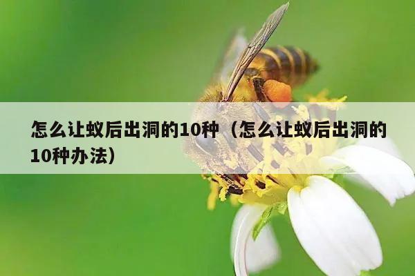 怎么让蚁后出洞的10种（怎么让蚁后出洞的10种办法）