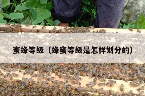 蜜蜂等级（蜂蜜等级是怎样划分的）