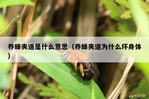 养蜂夹道是什么意思（养蜂夹道为什么坏身体）