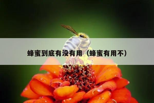 蜂蜜到底有没有用（蜂蜜有用不）