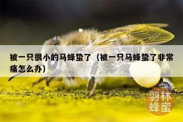 被一只很小的马蜂蛰了（被一只马蜂蛰了非常痛怎么办）