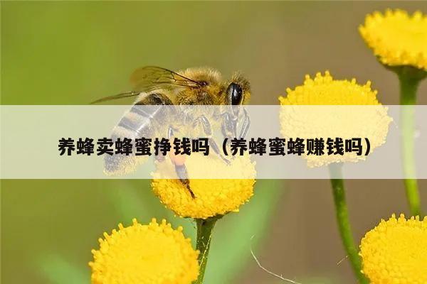 养蜂卖蜂蜜挣钱吗（养蜂蜜蜂赚钱吗）