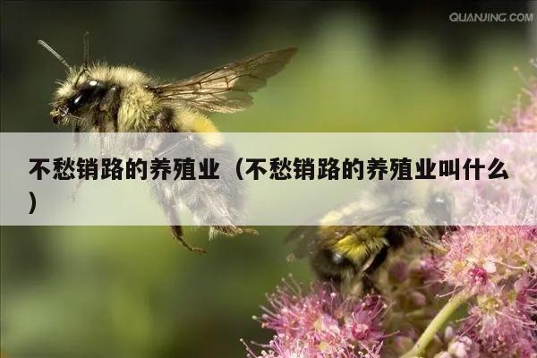 不愁销路的养殖业（不愁销路的养殖业叫什么）