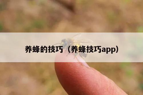 养蜂的技巧（养蜂技巧app）
