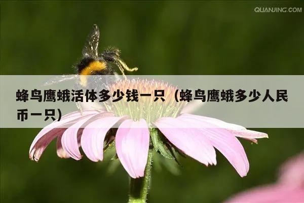 蜂鸟鹰蛾活体多少钱一只（蜂鸟鹰蛾多少人民币一只）