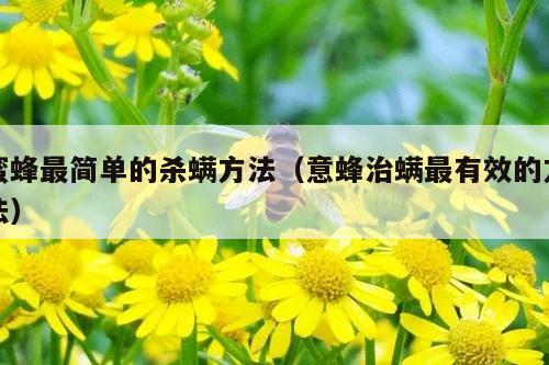 蜜蜂最简单的杀螨方法（意蜂治螨最有效的方法）