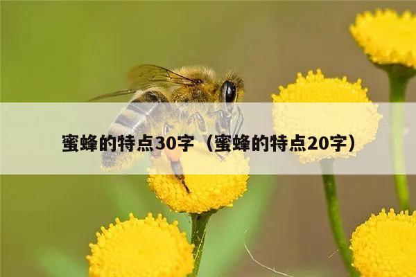 蜜蜂的特点30字（蜜蜂的特点20字）