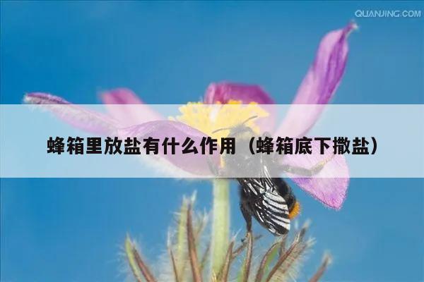 蜂箱里放盐有什么作用（蜂箱底下撒盐）