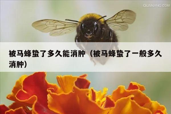 被马蜂蛰了多久能消肿（被马蜂蛰了一般多久消肿）