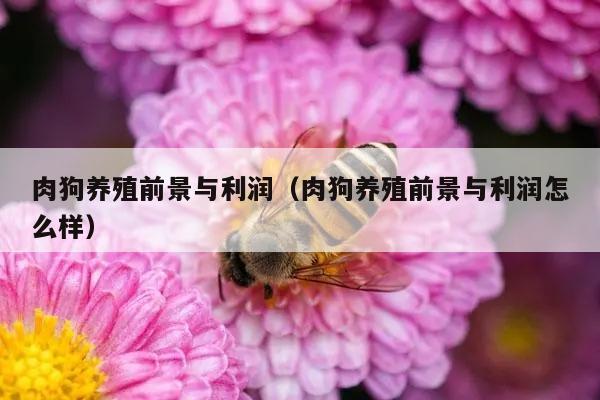 肉狗养殖前景与利润（肉狗养殖前景与利润怎么样）