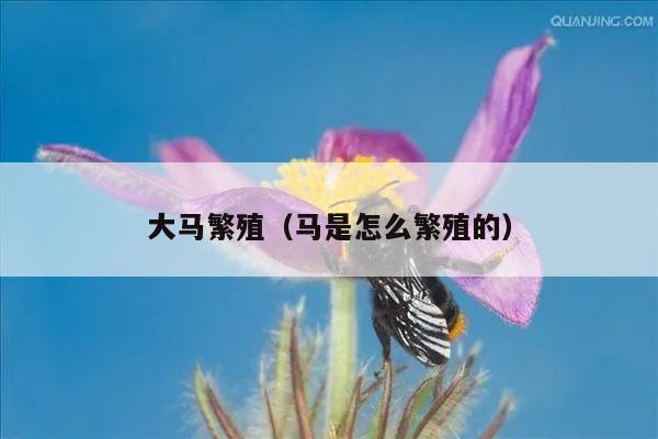 大马繁殖（马是怎么繁殖的）