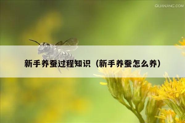 新手养蚕过程知识（新手养蚕怎么养）