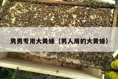男男专用大黄蜂（男人用的大黄蜂）