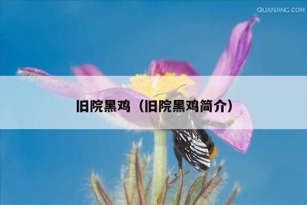 旧院黑鸡（旧院黑鸡简介）