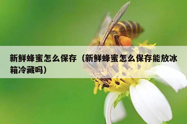 新鲜蜂蜜怎么保存（新鲜蜂蜜怎么保存能放冰箱冷藏吗）
