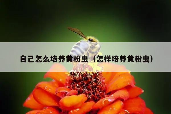 自己怎么培养黄粉虫（怎样培养黄粉虫）