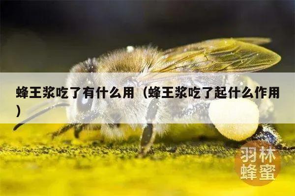 蜂王浆吃了有什么用（蜂王浆吃了起什么作用）