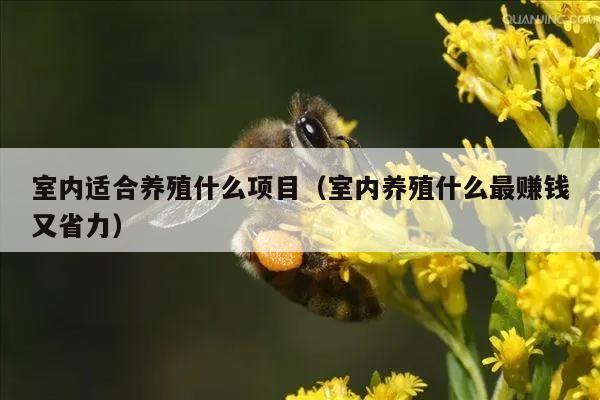 室内适合养殖什么项目（室内养殖什么最赚钱又省力）