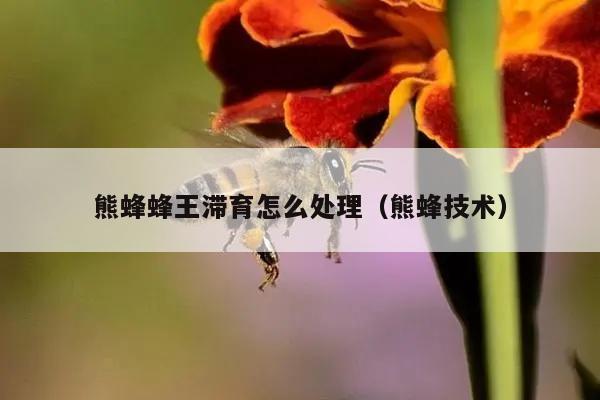 熊蜂蜂王滞育怎么处理（熊蜂技术）