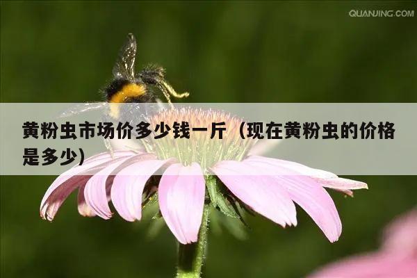 黄粉虫市场价多少钱一斤（现在黄粉虫的价格是多少）