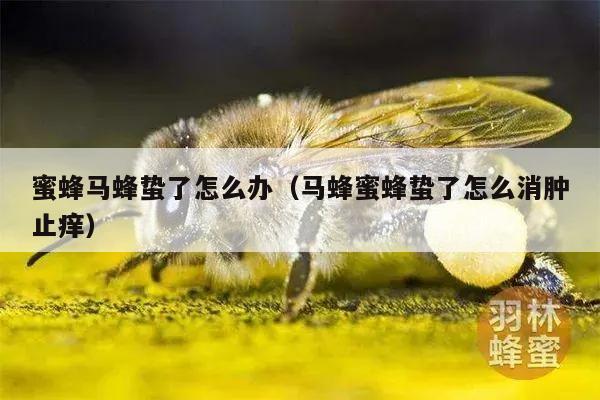 蜜蜂马蜂蛰了怎么办（马蜂蜜蜂蛰了怎么消肿止痒）