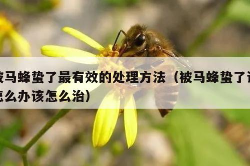 被马蜂蛰了最有效的处理方法（被马蜂蛰了该怎么办该怎么治）